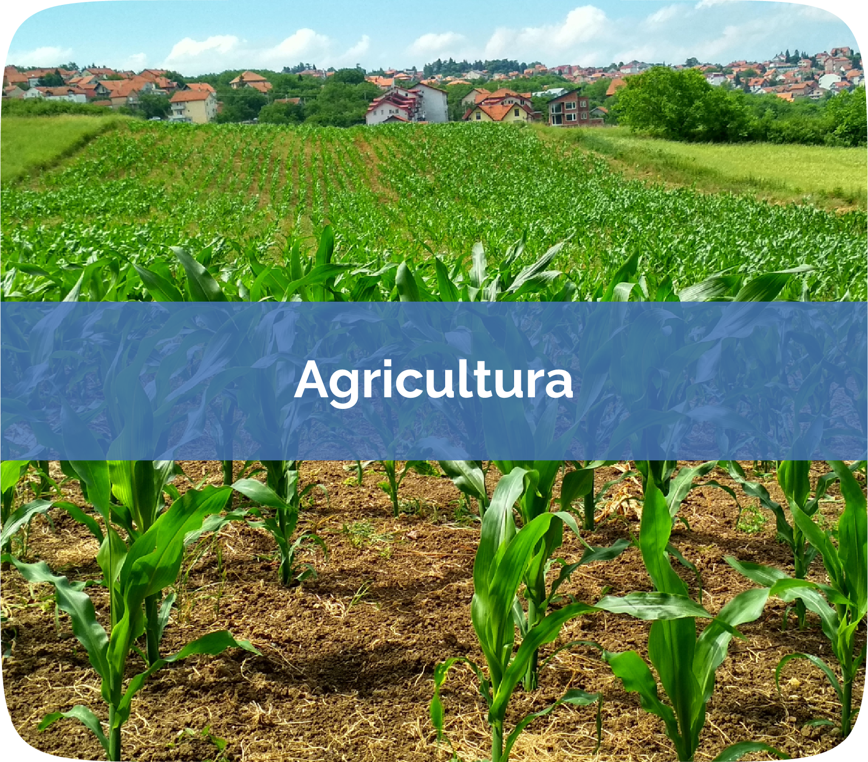 Cursos De Agricultura